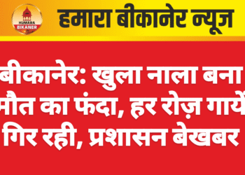 बीकानेर: खुला नाला बना मौत का फंदा, हर रोज़ गायें गिर रही, प्रशासन बेखबर