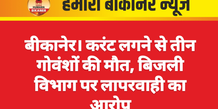 बीकानेर। करंट लगने से तीन गोवंशों की मौत, बिजली विभाग पर लापरवाही का आरोप