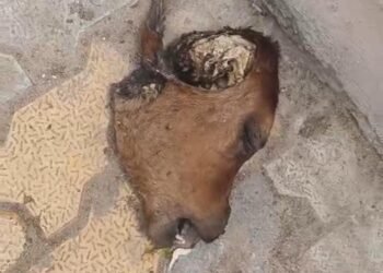 बंगला नगर में मिला बछड़े का सिर, गौ रक्षक टीम ने दी पुलिस को सूचना