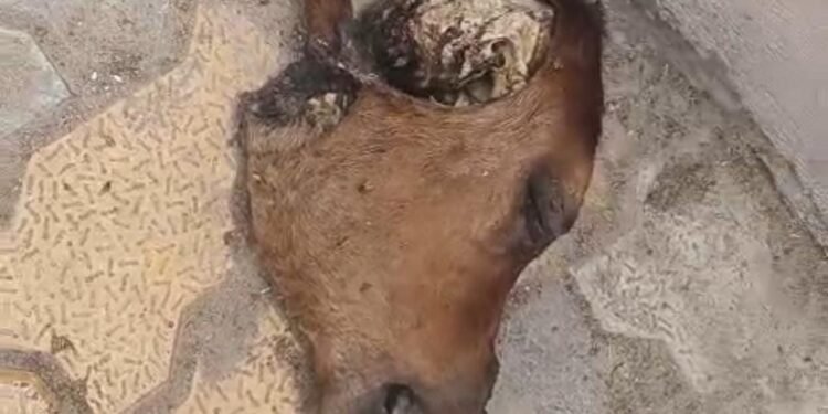 बंगला नगर में मिला बछड़े का सिर, गौ रक्षक टीम ने दी पुलिस को सूचना