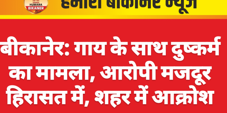 बीकानेर: गाय के साथ दुष्कर्म का मामला, आरोपी मजदूर हिरासत में, शहर में आक्रोश