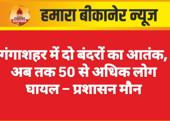 गंगाशहर में दो बंदरों का आतंक, अब तक 50 से अधिक लोग घायल – प्रशासन मौन