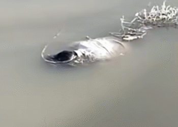 कोड़मदेसर नहर में मिला युवक का शव, पुलिस जांच में जुटी