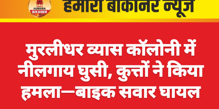 मुरलीधर व्यास कॉलोनी में नीलगाय घुसी, कुत्तों ने किया हमला—बाइक सवार घायल
