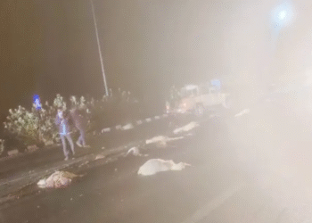 देशनोक–बीकानेर हाईवे पर दर्दनाक दृश्य, 17 भेड़ों की मौके पर मौत