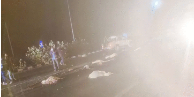 देशनोक–बीकानेर हाईवे पर दर्दनाक दृश्य, 17 भेड़ों की मौके पर मौत