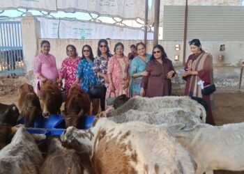 जिला बीकानेर श्री महिला संगठन द्वारा गौसेवा, सोभासर गौशाला में गौवंश को पाँच क्विंटल आहार अर्पित