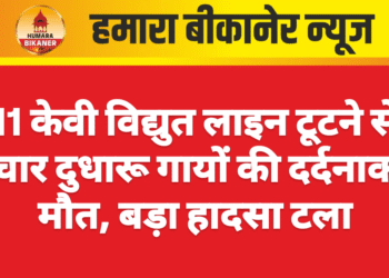 11 केवी विद्युत लाइन टूटने से चार दुधारू गायों की दर्दनाक मौत, बड़ा हादसा टला