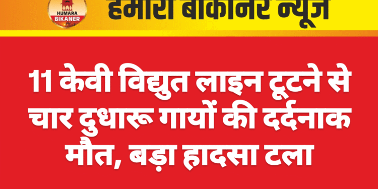 11 केवी विद्युत लाइन टूटने से चार दुधारू गायों की दर्दनाक मौत, बड़ा हादसा टला