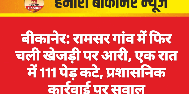 बीकानेर: रामसर गांव में फिर चली खेजड़ी पर आरी, एक रात में 111 पेड़ कटे, प्रशासनिक कार्रवाई पर सवाल