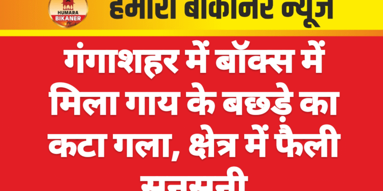गंगाशहर में बॉक्स में मिला गाय के बछड़े का कटा गला, क्षेत्र में फैली सनसनी