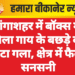 गंगाशहर में बॉक्स में मिला गाय के बछड़े का कटा गला, क्षेत्र में फैली सनसनी