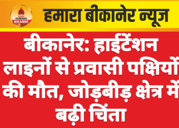 बीकानेर: हाईटेंशन लाइनों से प्रवासी पक्षियों की मौत, जोड़बीड़ क्षेत्र में बढ़ी चिंता