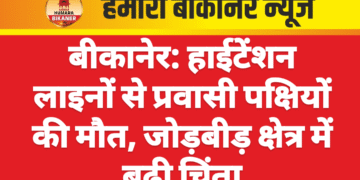 बीकानेर: हाईटेंशन लाइनों से प्रवासी पक्षियों की मौत, जोड़बीड़ क्षेत्र में बढ़ी चिंता