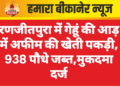 रणजीतपुरा में गेहूं की आड़ में अफीम की खेती पकड़ी, 938 पौधे जब्त,मुकदमा दर्ज