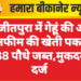 रणजीतपुरा में गेहूं की आड़ में अफीम की खेती पकड़ी, 938 पौधे जब्त,मुकदमा दर्ज
