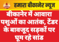 बीकानेर में आवारा पशुओं का आतंक, टेंडर के बावजूद सड़कों पर घूम रहे सांड