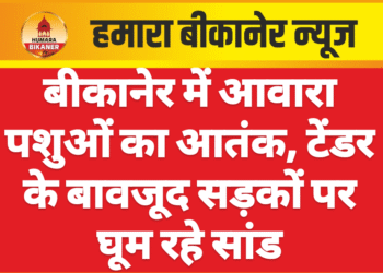 बीकानेर में आवारा पशुओं का आतंक, टेंडर के बावजूद सड़कों पर घूम रहे सांड