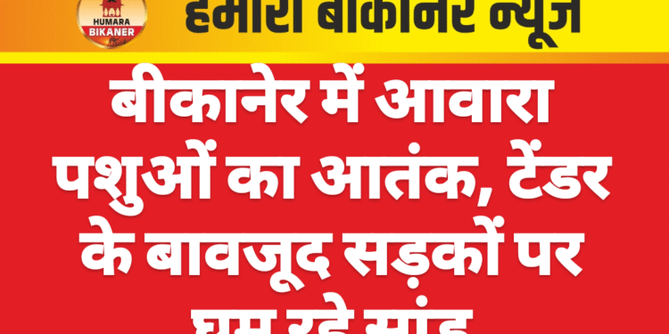 बीकानेर में आवारा पशुओं का आतंक, टेंडर के बावजूद सड़कों पर घूम रहे सांड