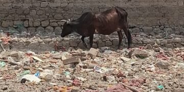 कोडमदेसर तालाब के जीर्णोद्धार एवं सफाई अभियान का आगाज रविवार से