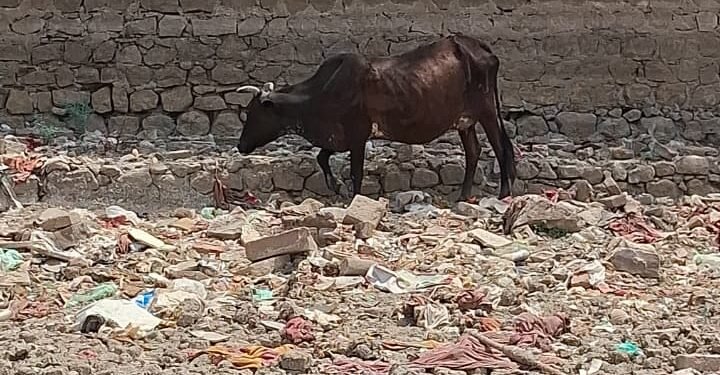 कोडमदेसर तालाब के जीर्णोद्धार एवं सफाई अभियान का आगाज रविवार से